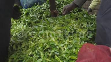 当地工人过滤一大堆新鲜的绿茶叶子